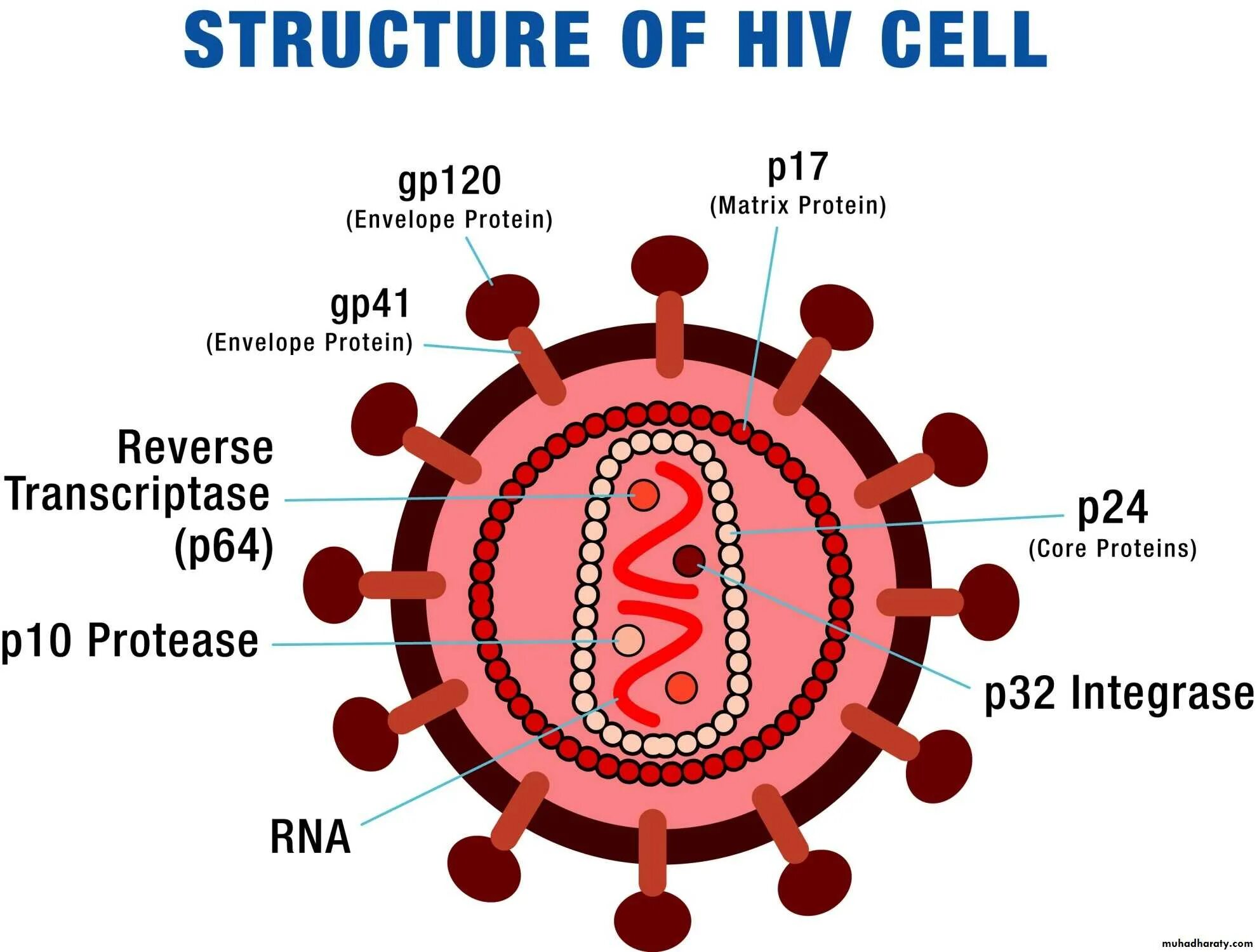 Human Immunodeficiency virus hiv1? Hiv2. HIV structure. Ретровирус ВИЧ. Строение вируса ВИЧ. Human immunodeficiency virus