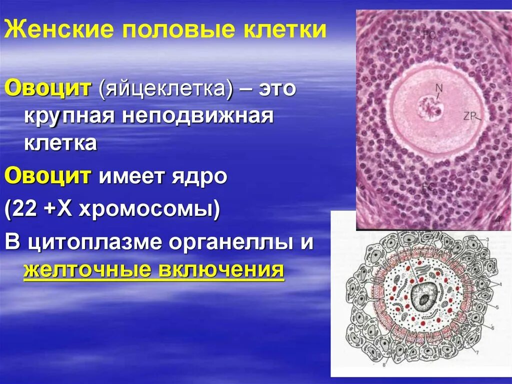 Название женской половой клетки. Строение овоцита. Строение женской яйцеклетки. Овоцит это яйцеклетка. Желточные включения в яйцеклетке.