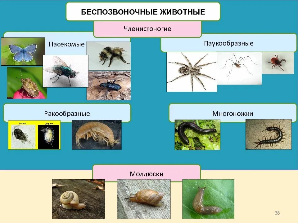 Беспозвоночные животные насекомые. Беспозвоночные Членистоногие. Беспозвоночных животных Членистоногие. Беспозвоночные животные паукообразные ракообразные и насекомые. Беспозвоночные 8 класс