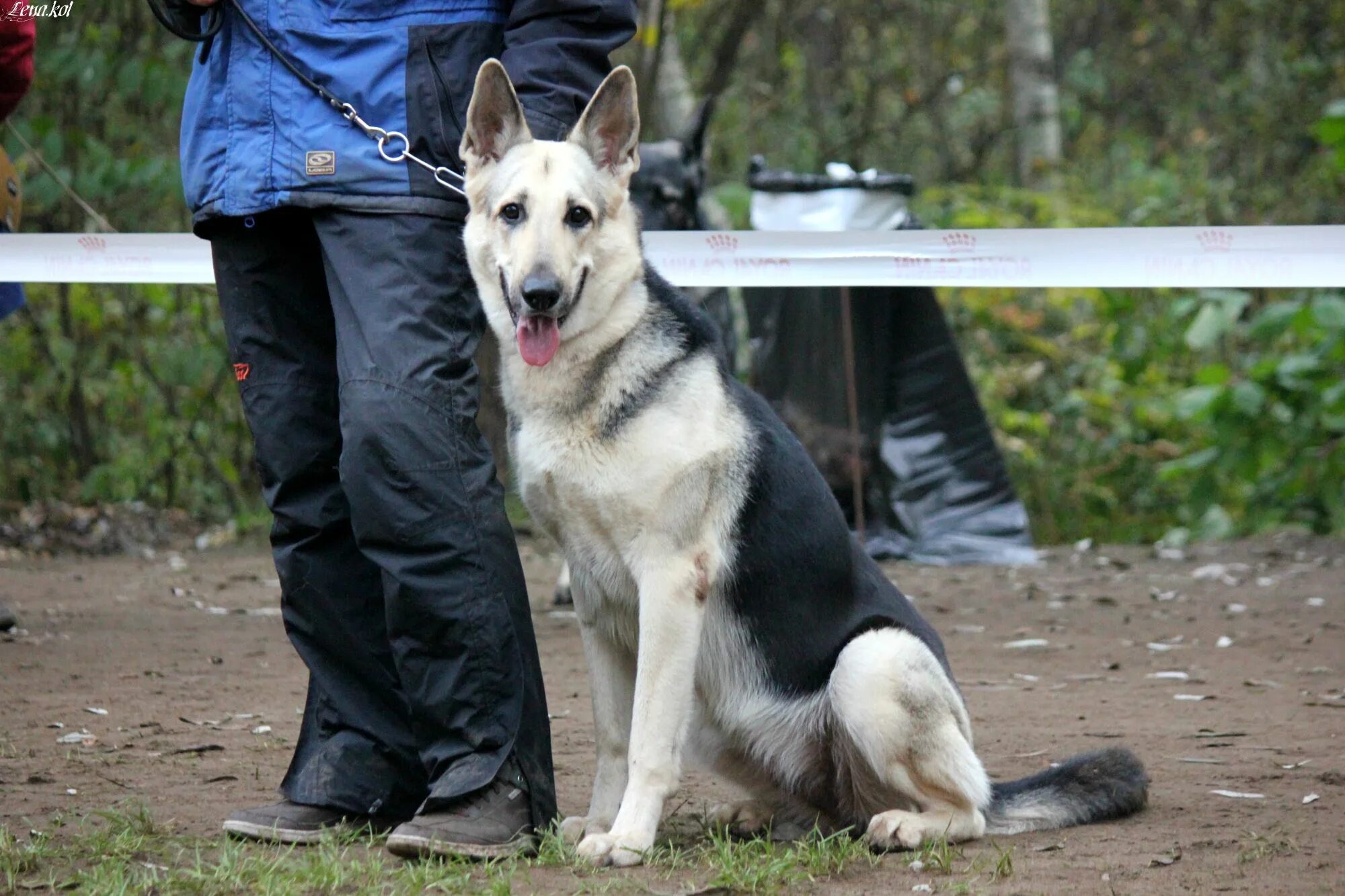 восточноевропейская овчарка тунгус. восточноевропейская овчарка снежная. вео фиелисс казбек. моно вео г. моншер вирсаль шерлок.