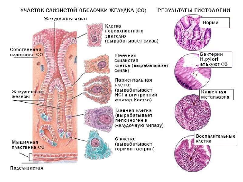 Железы желудка строение. Строение желез желудка гистология. Строение железы желудка гистология. Слизистая оболочка желудка гистология. Гистологическое строение слизистой оболочки желудка.