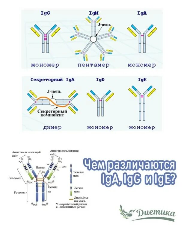 Иммуноглобулин ig. Иммуноглобулин м IGM 4. IGM строение иммуноглобулина. Классы антител IGM И IGG. IGM иммуноглобулин g.