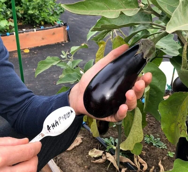 Алмаз баклажан f1. Баклажан дарко f1. Баклажан f1 жизель. Семена баклажана меч самурая. Баклажан алмаз семена алтая.