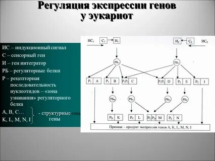 Регуляция генов