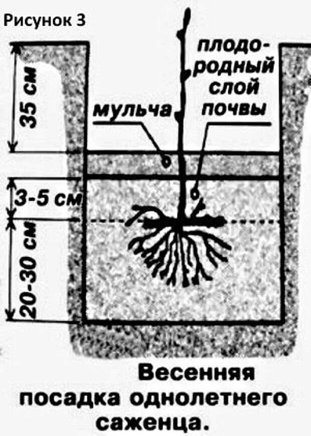 Когда сажать виноград в открытый грунт. Как сажать виноград в грунт. как сажать виноград в открытый грунт весной. схема посадки винограда открытый грунт. схема посадки винограда черенками.