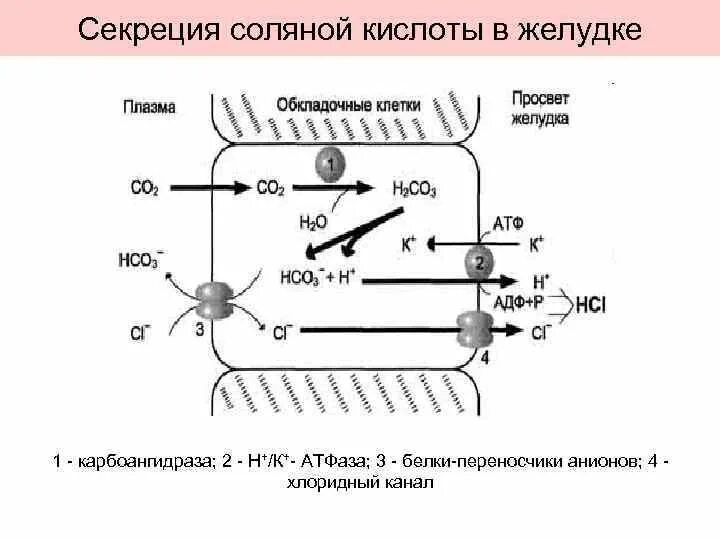 Повышена секреция соляной кислоты. Механизм секреции соляной кислоты. механизм образования соляной кислоты. механизм образования и секреции соляной кислоты. регуляция секреции соляной кислоты биохимия.