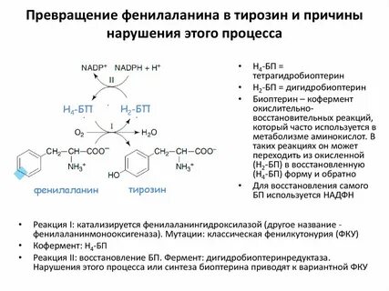 Тирозин биологическая роль