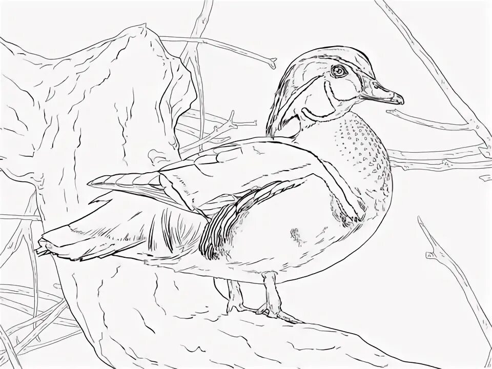 Утка мандаринка раскраска для детей распечатать Amazing Mandarin duck stock vector. Illustration of colored 105189975