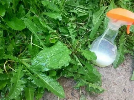 Борьба с сорняками народными средствами