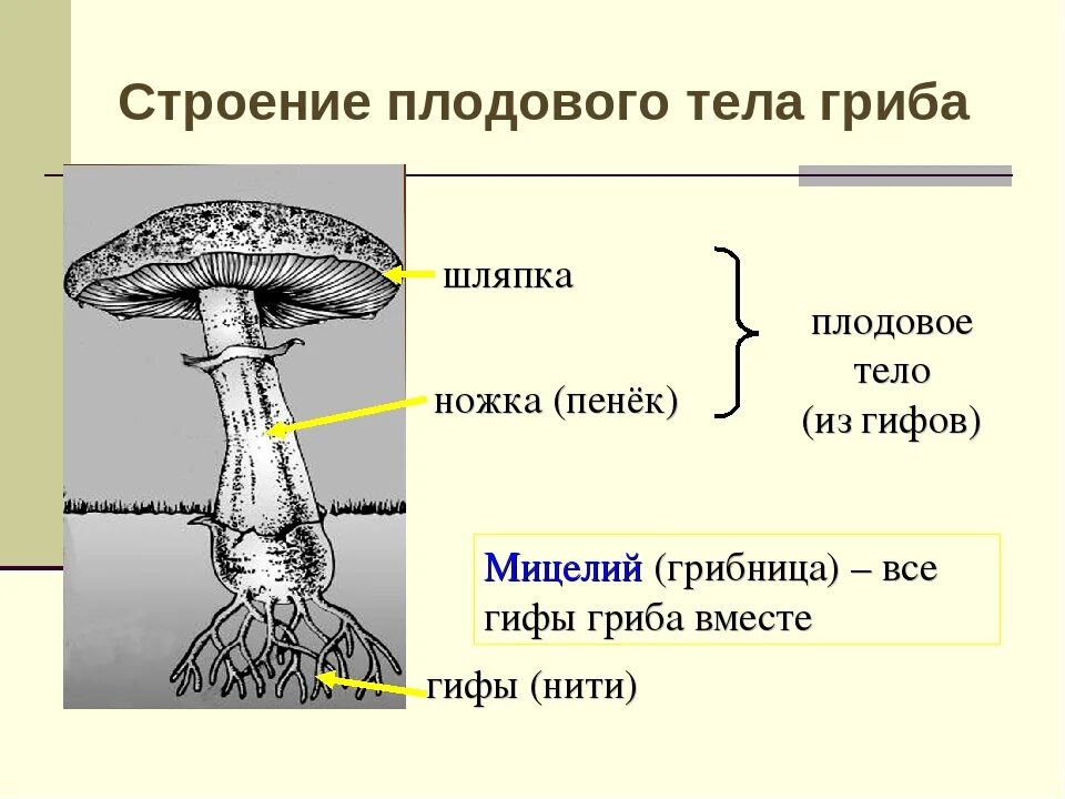Функции мицелия гриба. Схема строения шляпочного гриба 7 класс. схема плодовое тело шляпочного гриба. строение шляпочного гриба строение.