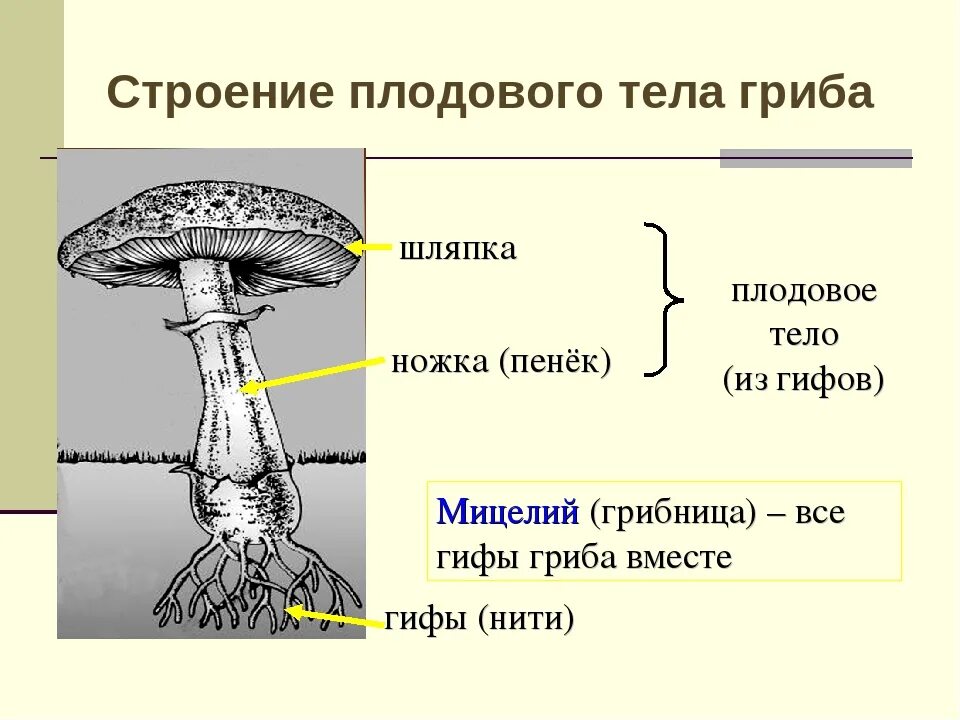 Строение шляпочных грибов 5 класс. Строение шляпочных грибов 5 класс биология. Схема плодовое тело шляпочного гриба. Строение шляпочного гриба 5 класс биология.