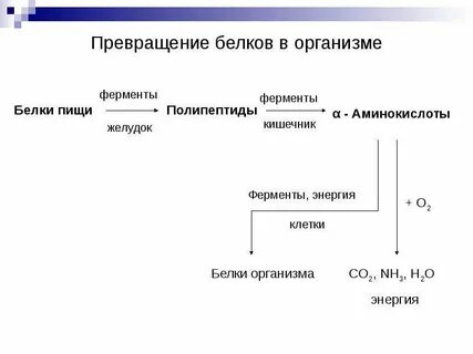 Преобразование белков