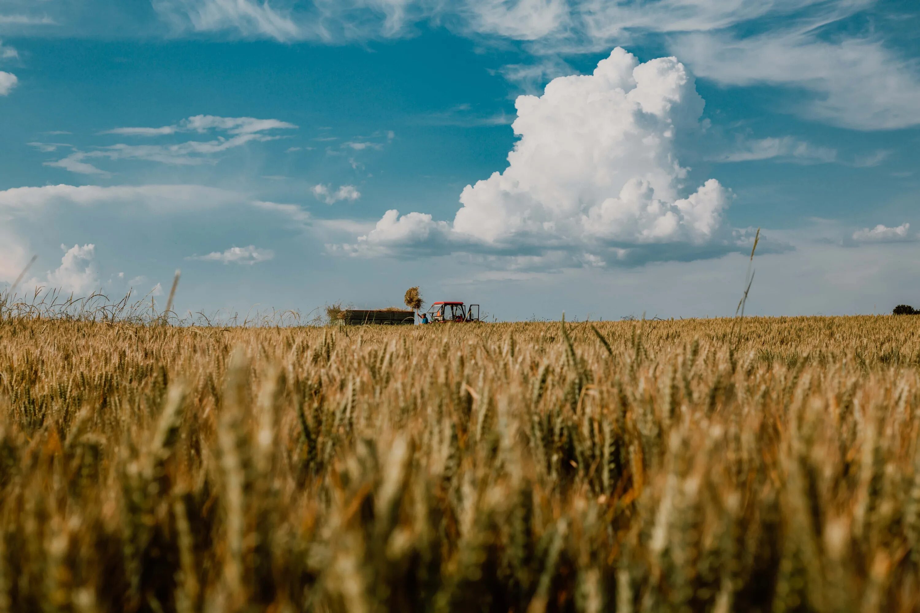 Пшеничное поле. Обои поле. Поле пшеницы панорама. Поле пшеницы вид сверху.