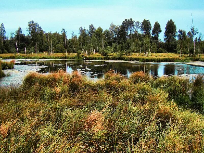 Рдейский природный заповедник. Рдейское озеро новгородская область. Васюганские болота заповедник. Верховые болота (олиготрофные). Васюганские болота, сибирь.