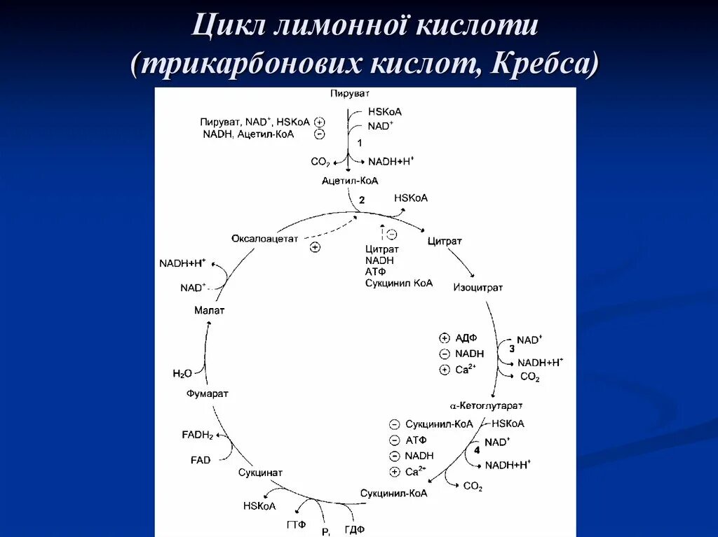 Цикл кребса сколько атф. Цикл Кребса схема биохимия. Малоновая кислота цикл Кребса. Цикл трикарбоновых кислот цикл Кребса. Сукцинил КОА цикл Кребса.