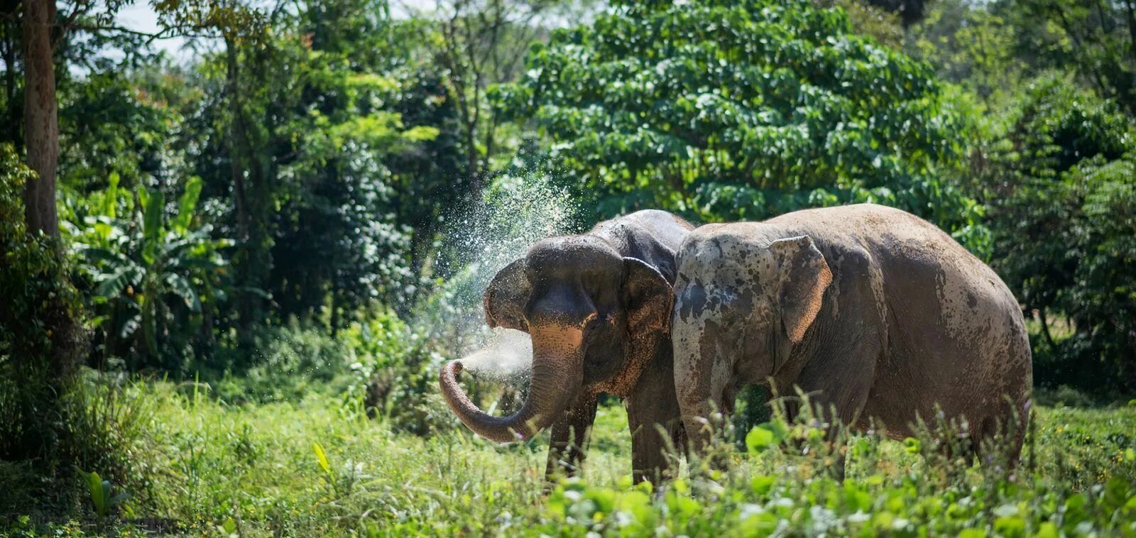 Elephant jungle sanctuary phuket. Заповедник для слонов Пхукет. Слоновий заповедник на Пхукете (Phuket Elephant Sanctuary). Слоны в заповеднике. Слоники в заповеднике.