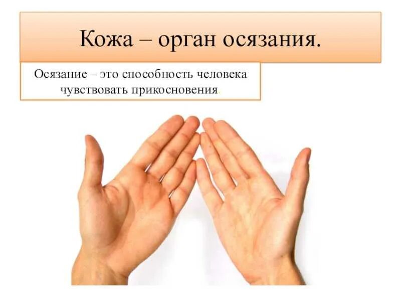 Кожа орган. Орган осязания. кожа орган осязания. органы чувств осязание. кожа орган осязания доклад.