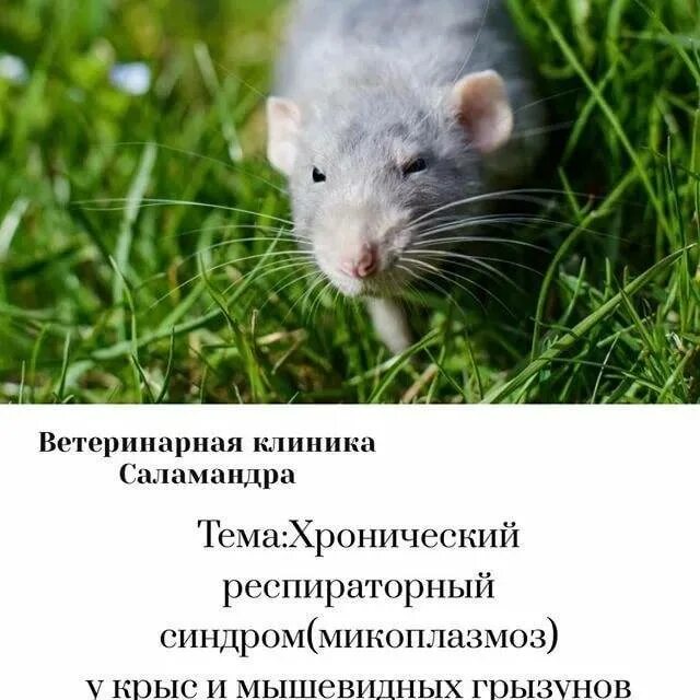 Микоплазмоз у крыс симптомы