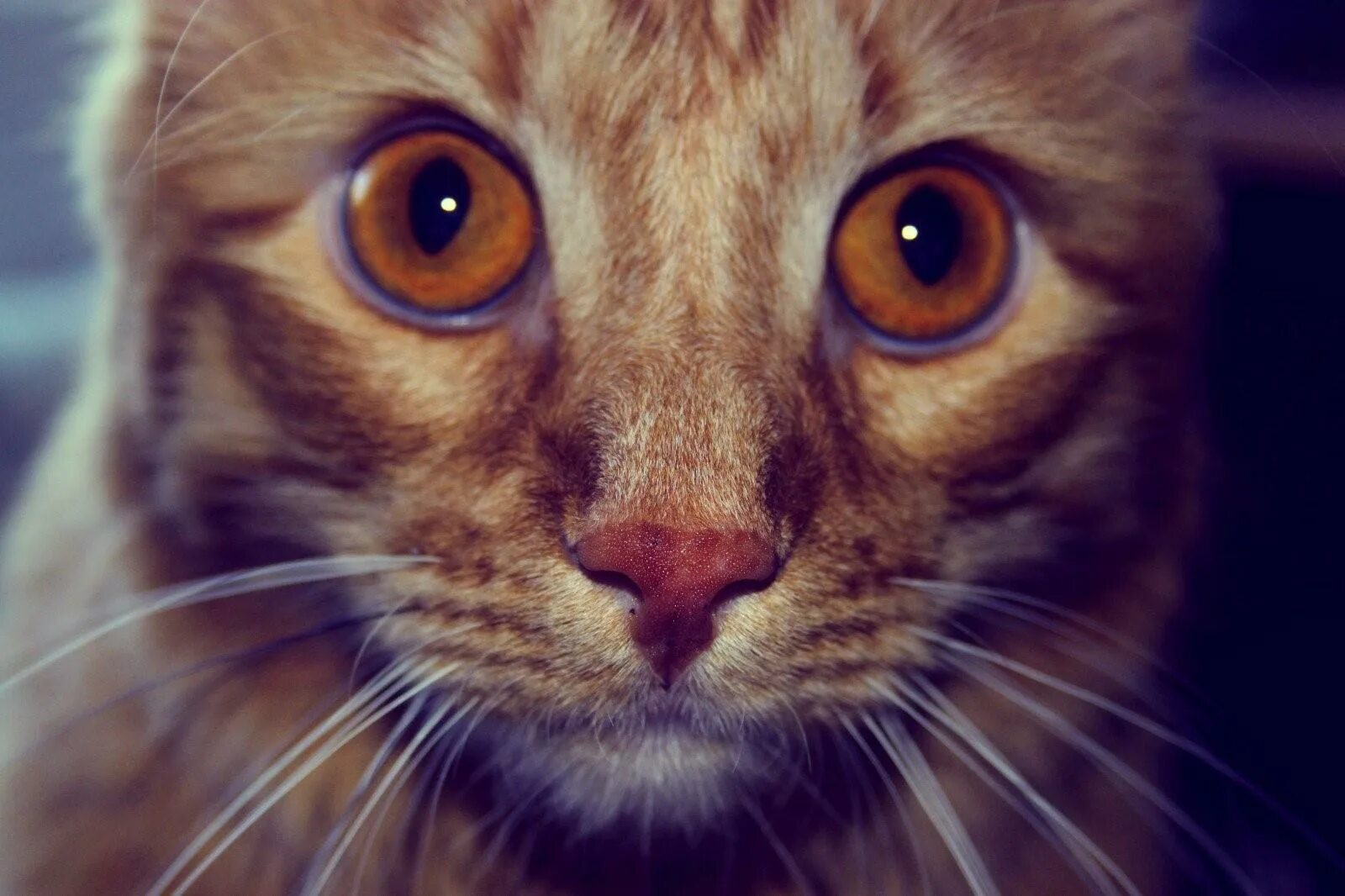Рыжий кот с карими глазами. Кошки с коричневыми глазами. Морда кота. Рыжий кот глаза.