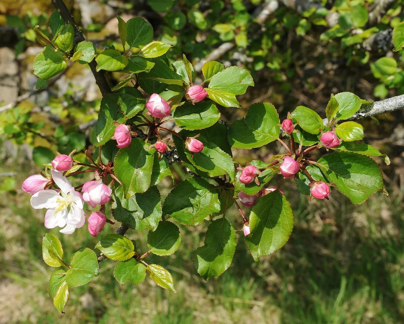 Дико растущая яблоня. Яблоня Дикая Malus Sylvestris. Яблоня Лесная (Дикая) (Malus Sylvestris). Яблоня / Malus Sylvestris. Яблоня Лесная Malus Sylvestris Mill..