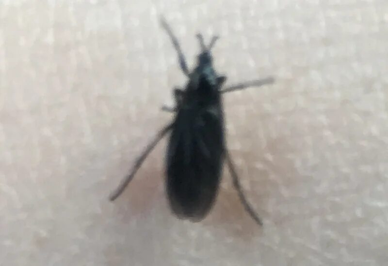 Маленькие черные мошки в квартире. Black soldier fly. Мошки с крыльями. Мошки с черными крыльями. Канализационная муха бабочница.