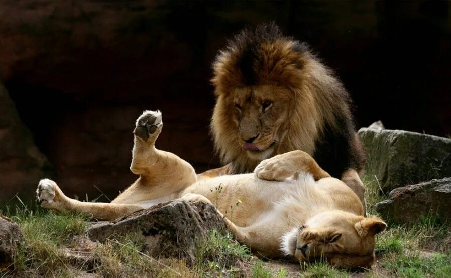 Страстное животное. Лев и львица. Львица и Львенок. Львица фото. Львы любовь.