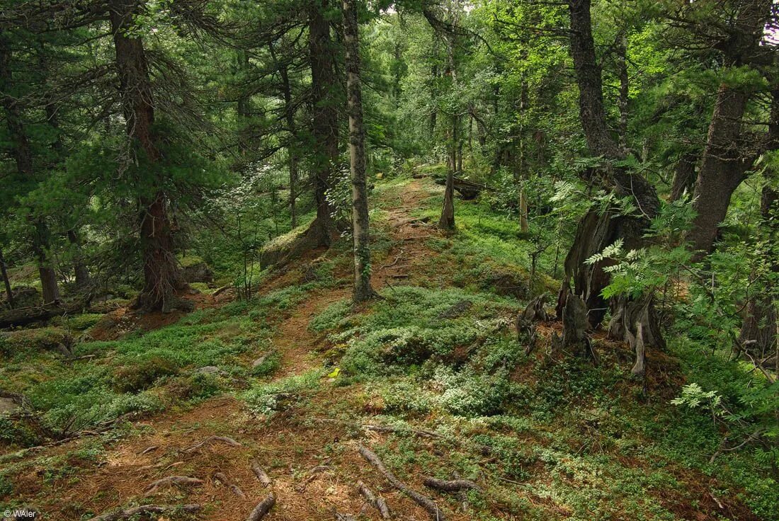 густой еловый лес. лос анджелес лес. бурелом в лесу. лаурелорнский лес. лес гертлаукен.