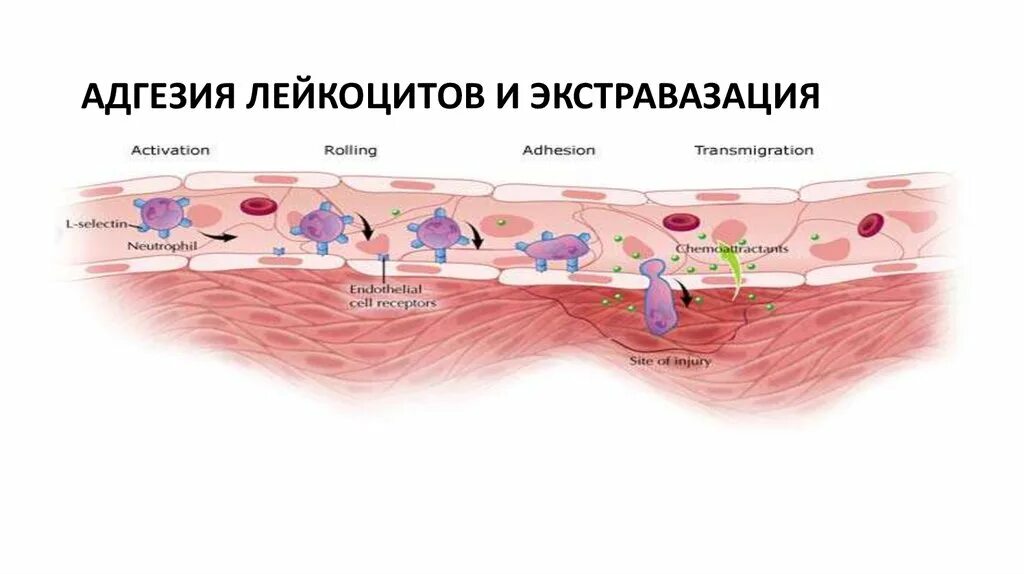 Что такое экстравазация. Дефицит молекул адгезии лейкоцитов. адгезия лейкоцитов к эндотелию. адгезии лейкоцитов к эндотелию при воспалении. экстравазация лейкоцитов.