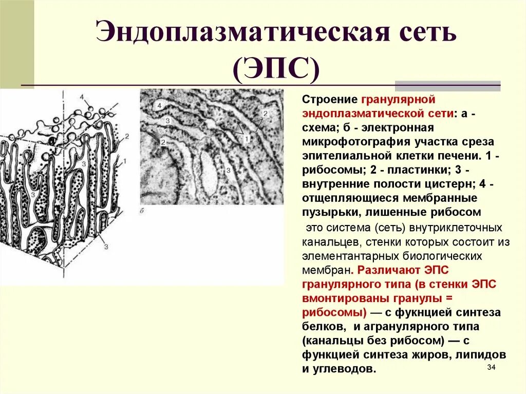 Строение эпс и их функции. Эндоплазматическая сеть гранулярная структура. строение гранулярная эндоплазматическая сеть гистология. строение и функции гранулярной и агранулярной эпс. гранулярная эпс функции гистология.