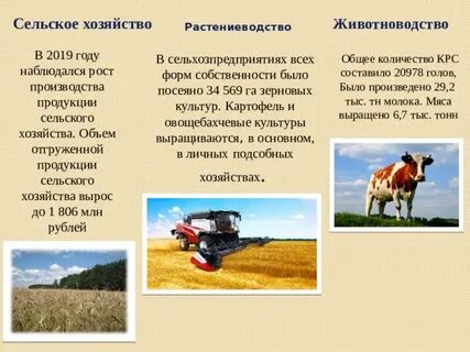 Рассказ о продукции сельского хозяйства