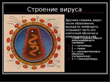Строения вируса иммунодефицита