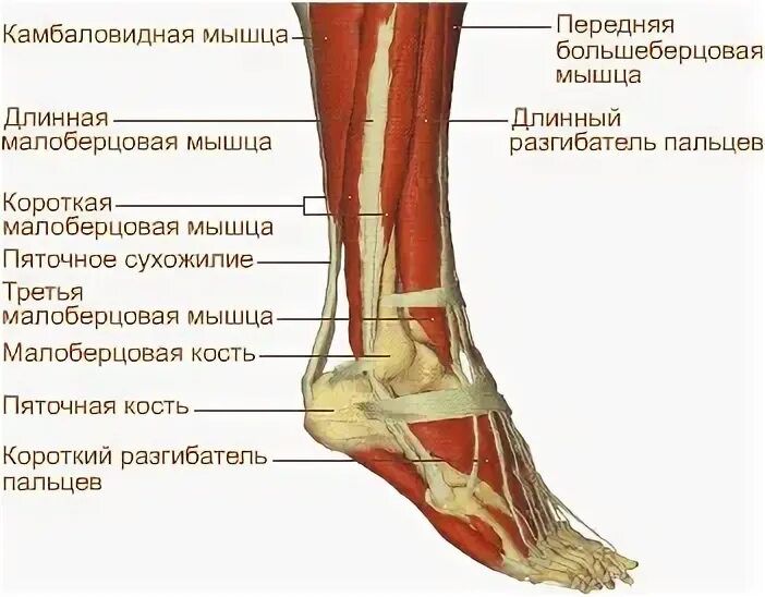 Болит нога кость большая