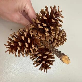 Работа шишка