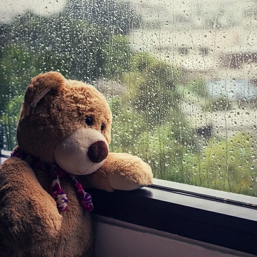 медведь сидящий в траве. медведь дождь. медведь под дождем. медведь дождь. медведь дождь.