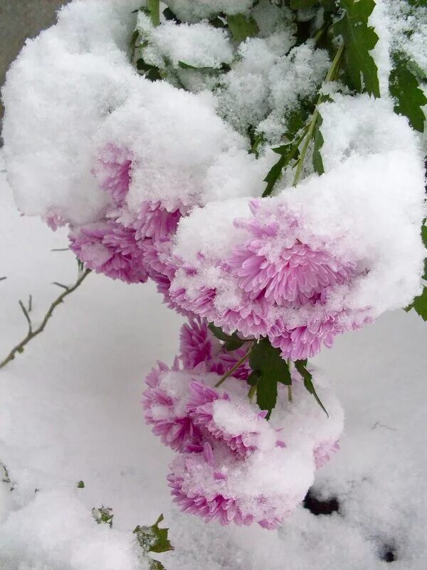 Пионы на снегу том 2 читать. Пионы в снегу. Пионы под снегом. Пионы в снегу красивые. Букет на снегу.