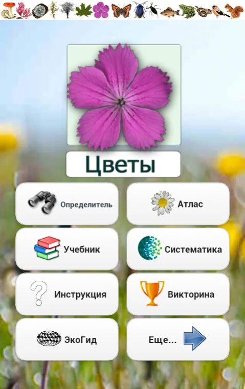 Программа цветок а. Приложение цветы. приложение название цветов. цветы определением по цветам. программа распознавание цветов.