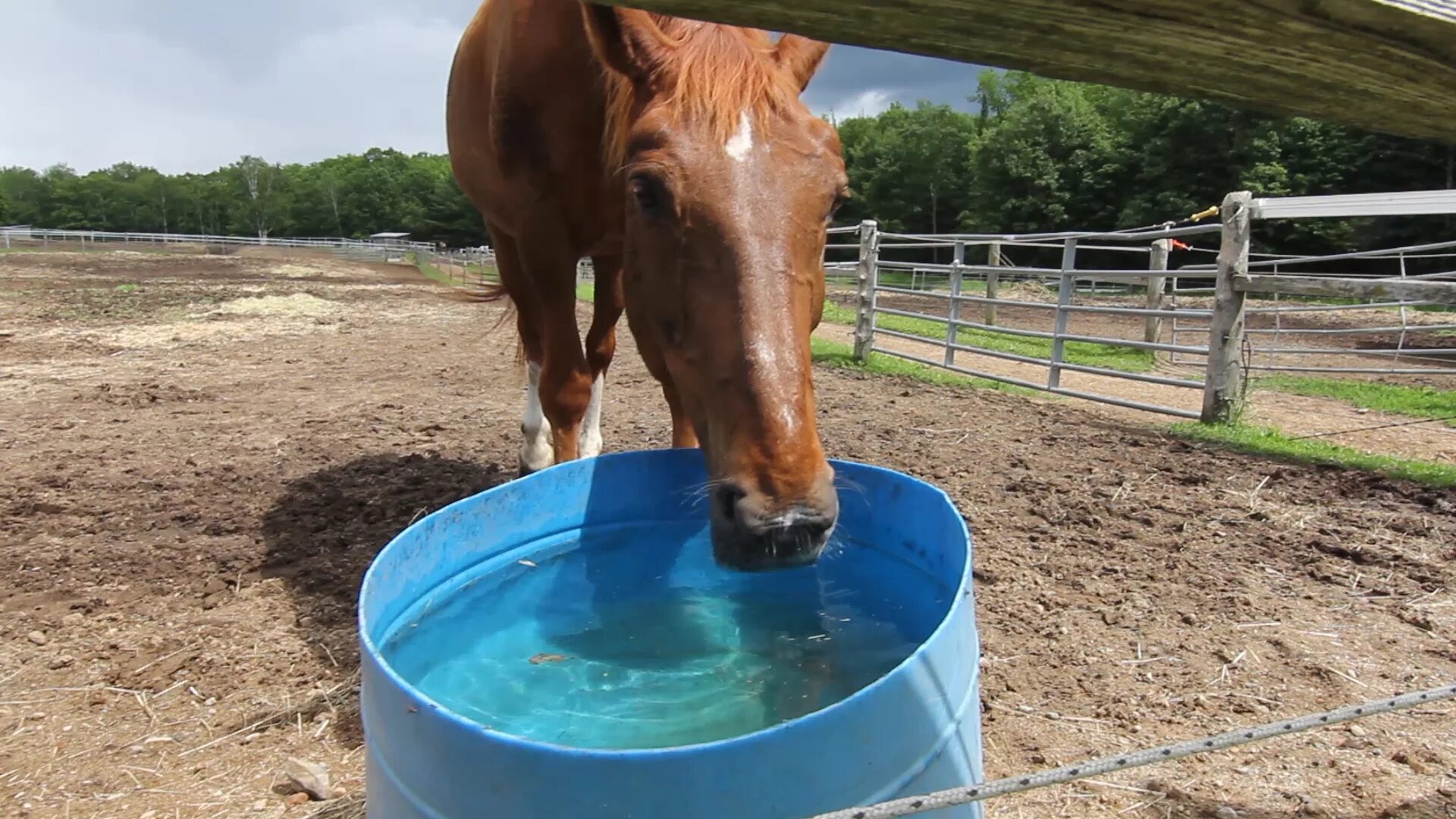 Horse drink. Поение лошадей. Кормление и поение лошадей. Лошади в воде. Автопоилка для лошадей.