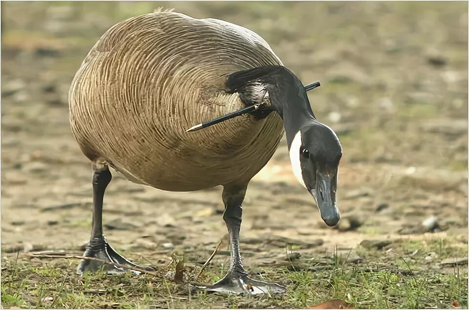 Гусь с горящей головой. Killing the Goose. Gooseworse.