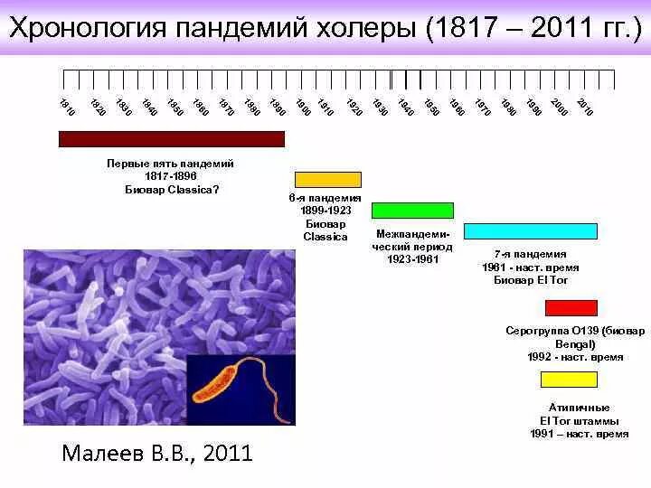 Известно что холерный вибрион вид подвижных. Vibrio cholerae строение. Распространенность холеры. Холерный вибрион под электронным микроскопом. Холерный вибрион таксономия.