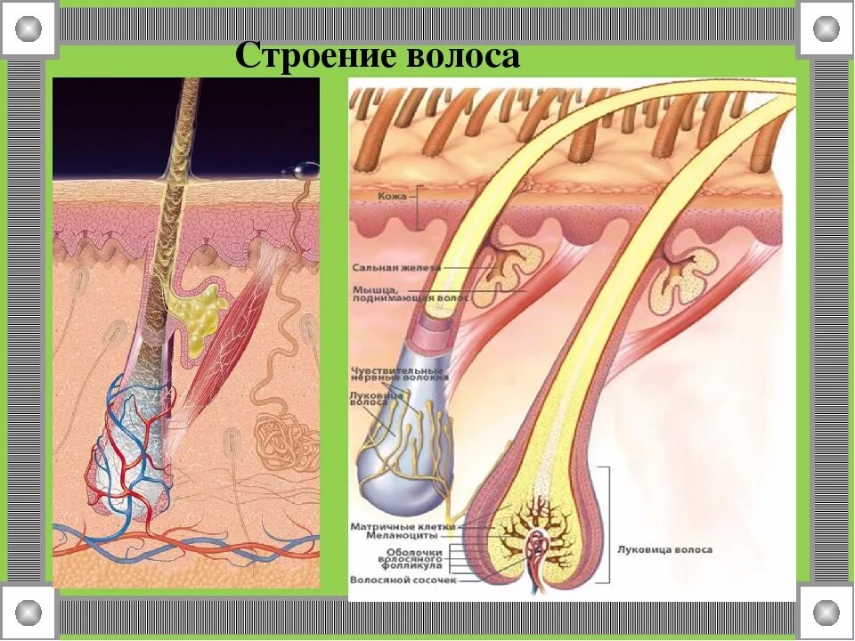 Строение волоса. Строение волосяного фолликула. Структура волоса корень. Волос строение волоса.