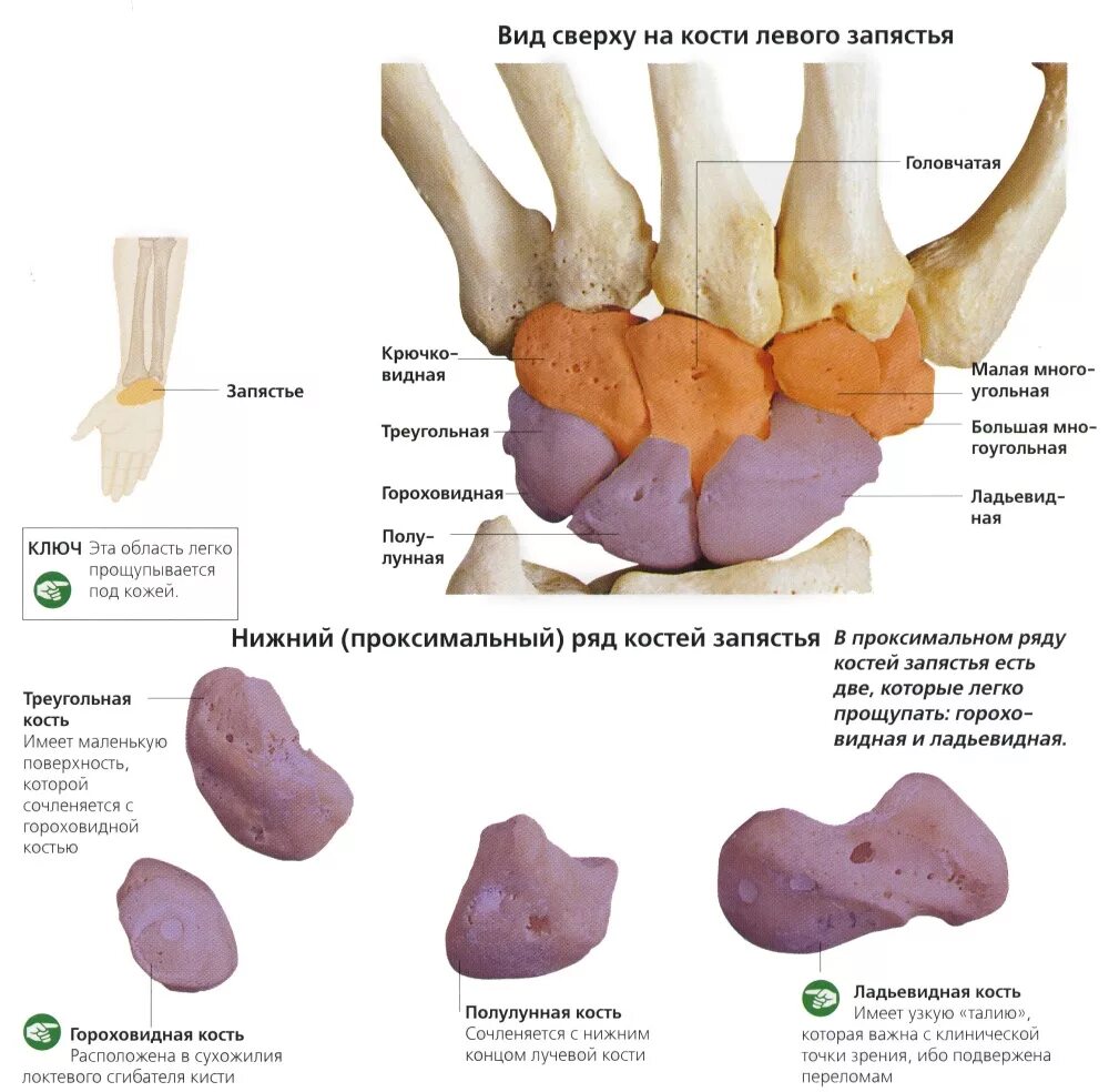 Кости запястья проксимальный ряд дистальный ряд. Гороховидная кость запястья анатомия. Полулунная кость анатомия. Полулунная кость кисти анатомия. Ряд костей запястья