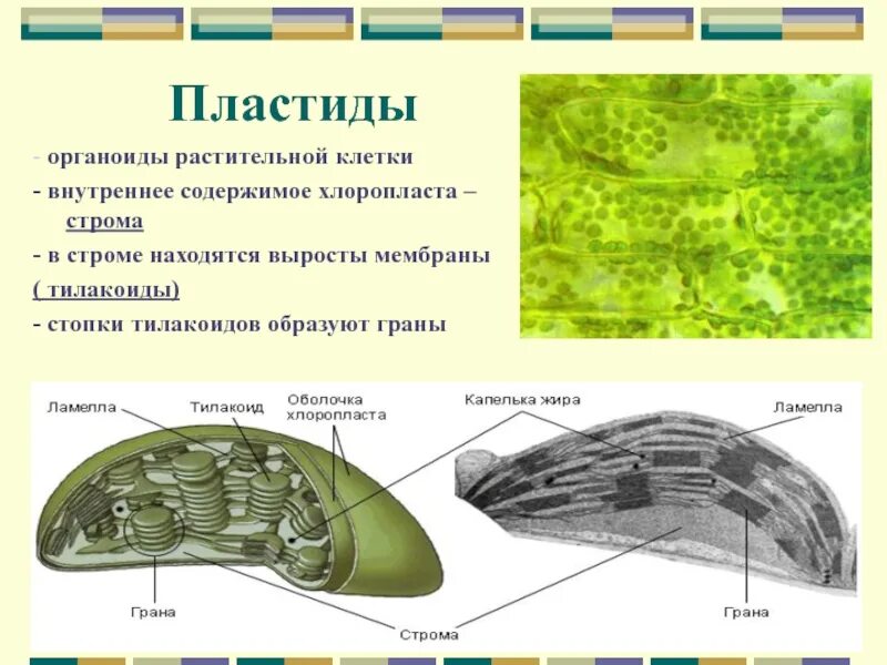 Внутри содержимое