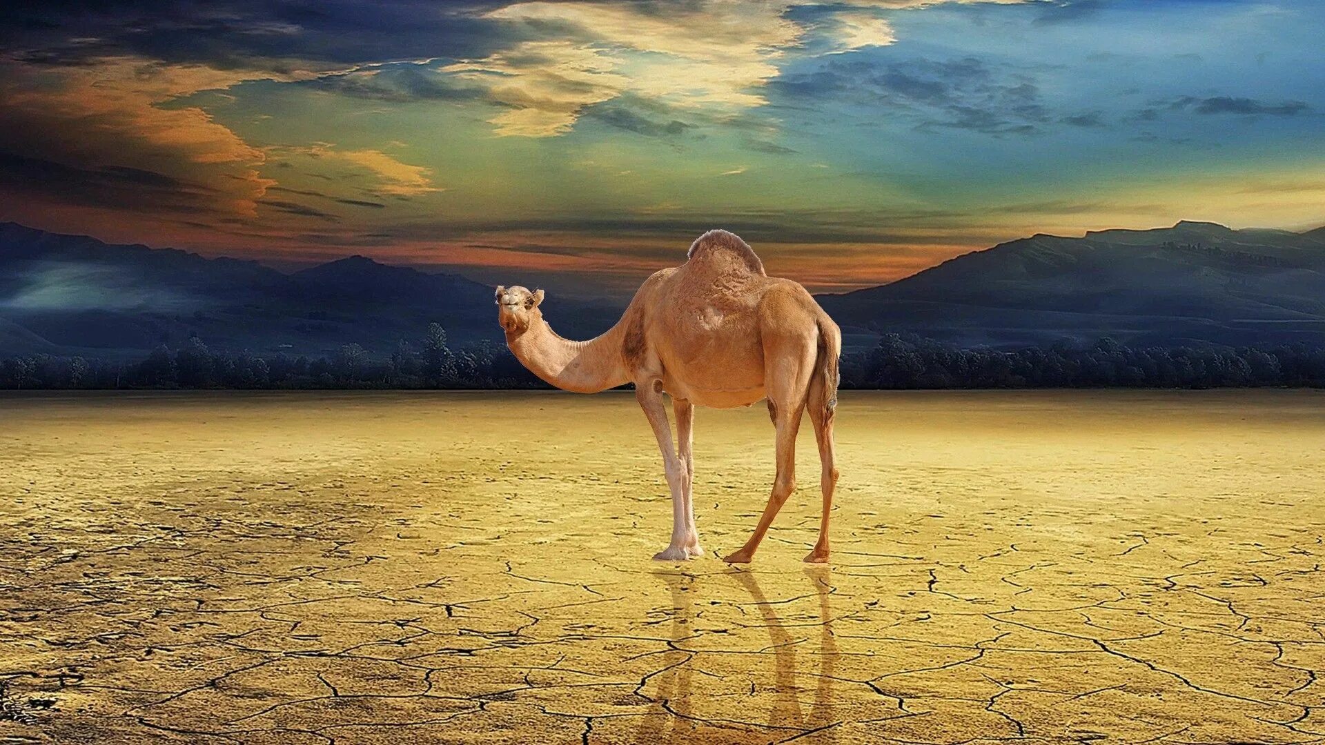 Верблюд кэмел. Верблюд калмыцкий бактриан. Верблюд в пустыне и кэмел. Верблюд в пустыне. Оазис животные