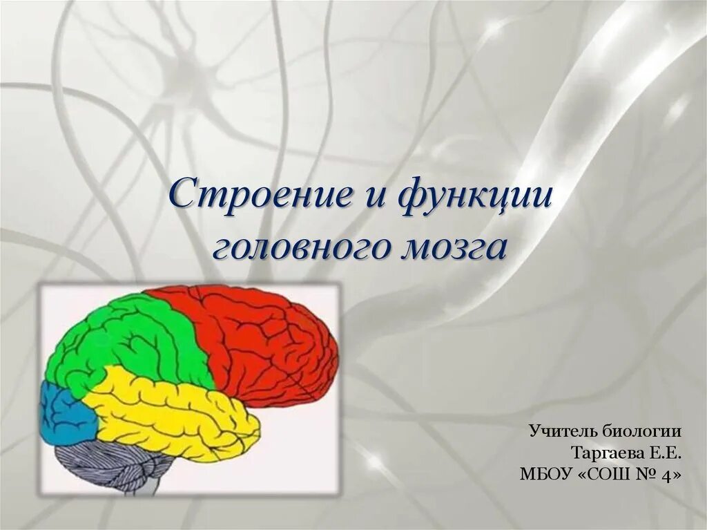Презентация строение головного мозга человека. Презентация строение головного мозга человека