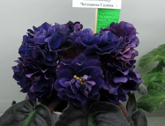 Фиалка Buckeye Seductress (15 фото): описание сорта, особенности посадки и ухода