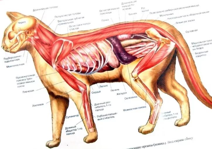 Сухожилие животных. Анатомия кошки внутренние органы. Мышечная анатомия кошки. Анатомия кошки мышцы конечностей. Анатомия кошки мышечный скелет.