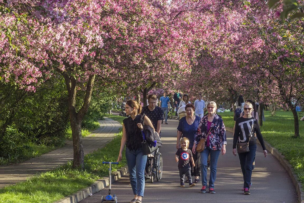 Прогулка в москве сегодня. Екатерининский парк в Москве Сакура 2021. Екатерининский парк в Москве цветение Сакуры. Екатерининский парк в Москве Сакура 2022. Парк Коломенское Сакура.