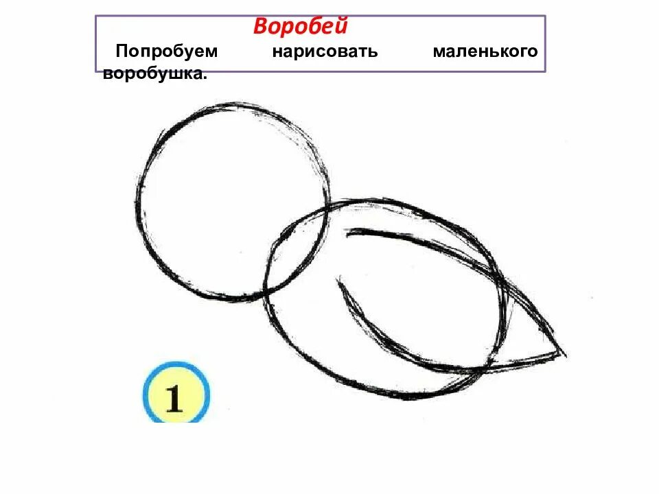 Попробуй нарисовать. Поэтапное рисование воробья. Последовательное рисование воробья. Рисование воробья в средней группе. Рисование воробья в средней группе поэтапно.