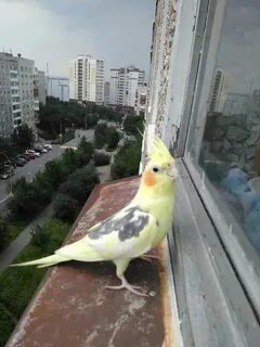 Корелла на улице