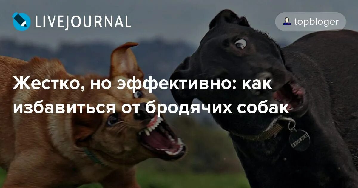 Заборчик для клумбы от собак. Собаки 2022. Место для собаки во дворе. Будка для собаки keter. Как избавиться от собак во дворе.